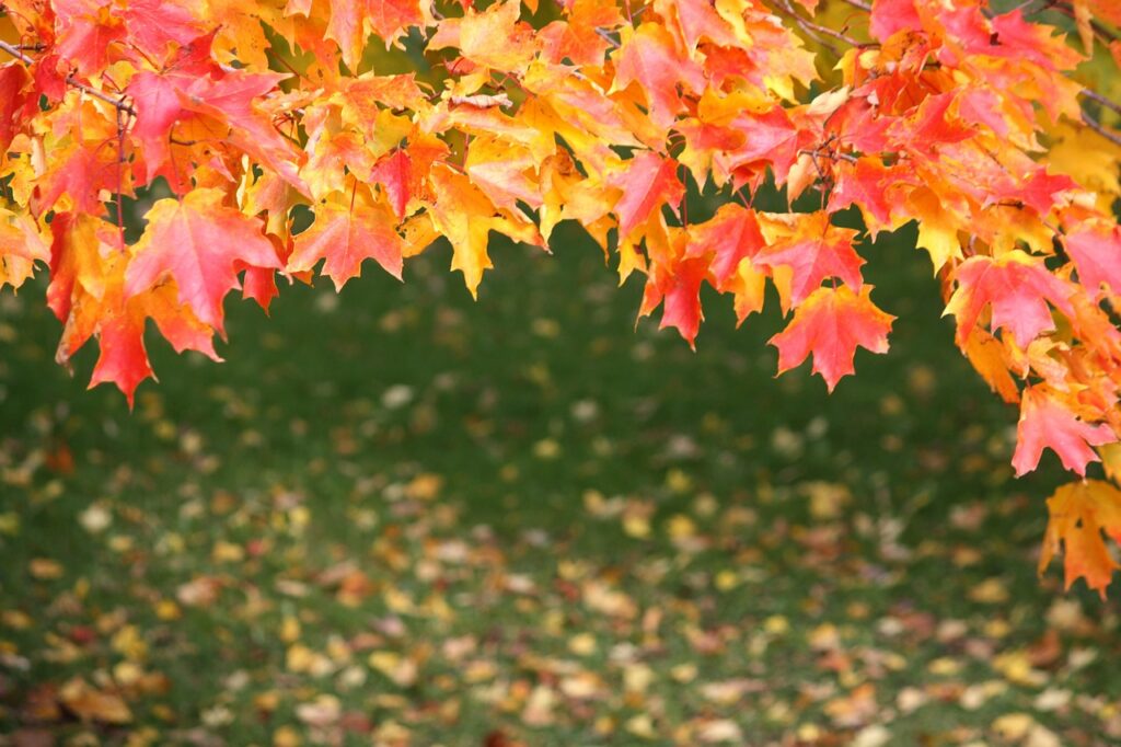 leaves, autumn, fall-178652.jpg