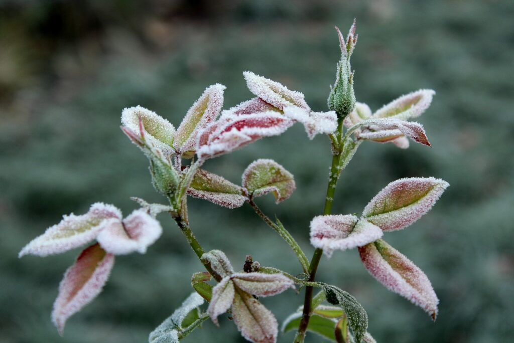 ground frost, frost, rose bush-3826835.jpg