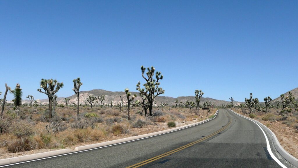 road, joshua tree, joshua tree national park-55723.jpg