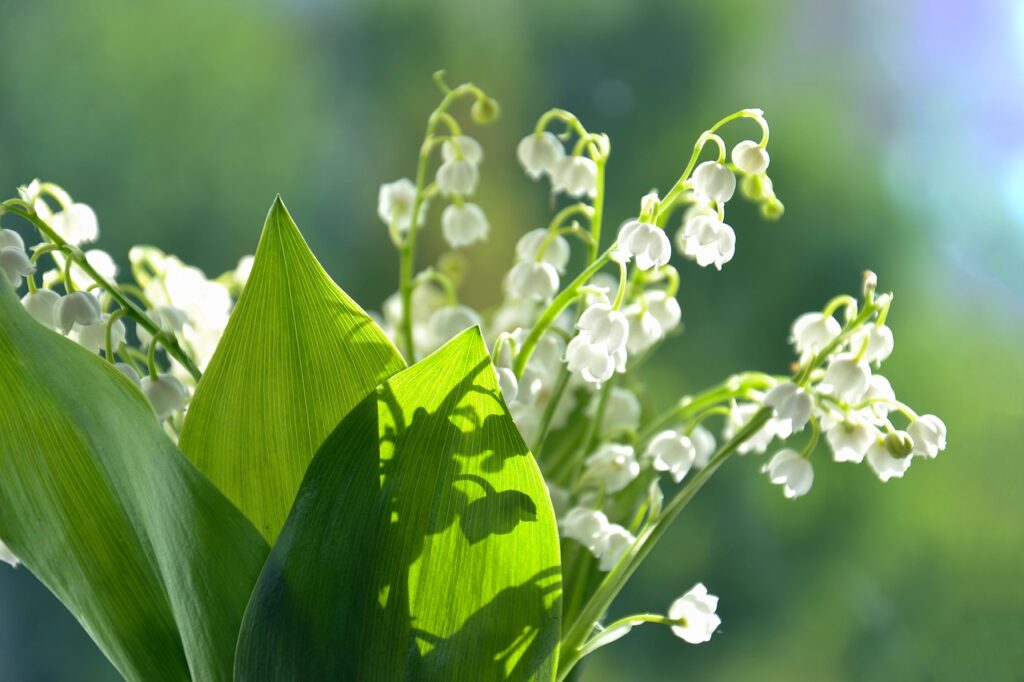 lilies of the valley, flowers, summer-4240031.jpg